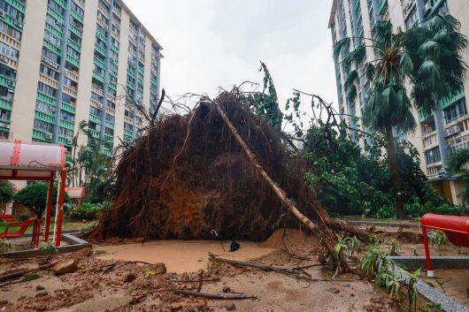태풍 라가사의 영향으로 나무가 쓰러져있는 홍콩. [EPA]