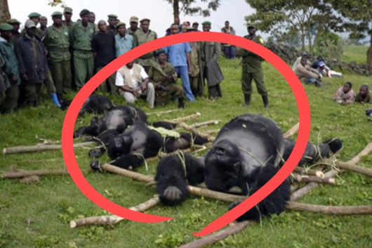 콩고민주공화국 비룽가 국립공원 밀렵꾼에 희생된 멸종 위기종인 마운틴고릴라.[국제고릴라보호계획 제공]