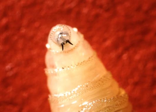 미국과 국경을 접한 누에보레온주에서 ‘기생파리’ 애벌레(New World Screwworm) 감염 사례가 확인됐다. 사람에게 발생하는 경우는 드물지만 치명적일 수 있다. [USDA 농업 연구 서비스]