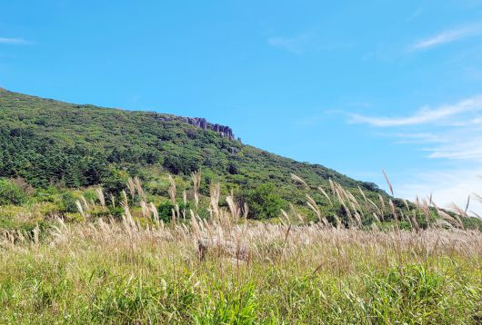 국립공원공단 무등산국립공원동부사무소는 1일 무등산 정상부에 억새가 개화했다고 밝혔다. 무등산국립공원의 대표적인 억새 군락지는 백마능선(장불재∼안양산), 억새평전(북산∼누에봉) 일대로, 이달 중순 절정을 이룰 것으로 사무소는 전망했다. 사진은 지난 21일 오후 무등산 정상부 일대에 핀 개화의 모습. 2025.10.1 [무등산국립공원동부사무소 제공. 재판매 및 DB 금지] <연합뉴스>