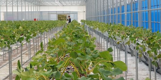 전남 곡성군 스마트팜 온실 딸기 농장.