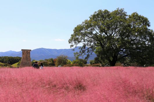 핑크뮬리와 첨성대