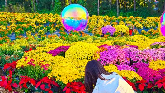 드림파크 국화축제[출처 : 인천 서구 블로그]