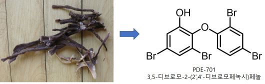 PDE701 분리에 사용된 해면과 화학구조.[KIOST 제공]