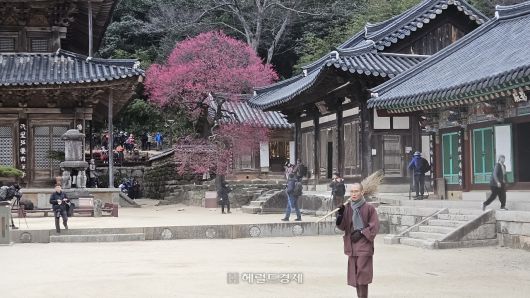 3월 화엄사에서 열리는 홍매화 축제 모습