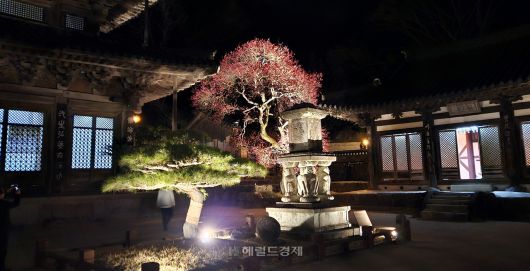 화엄사 홍매화 야경