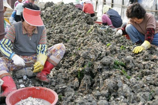 전남 고흥의 굴 채취 현장.[헤럴드DB]