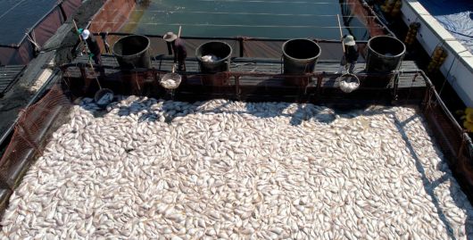 경남 남해군 미조면 미조로 해상 가두리 양식장에서 어민이 적조로 집단 폐사한 참돔을 수거하고 있다.[연합]