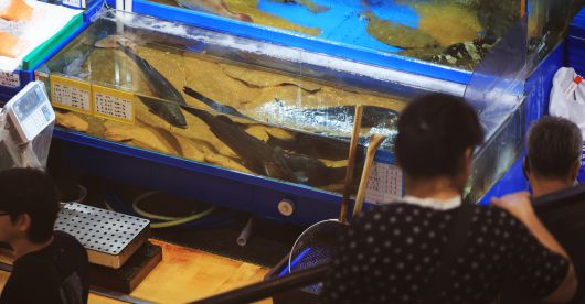 서울 노량진 수산시장에서 시민들이 광어, 우럭 등 활어를 살펴보고 있다.[연합]