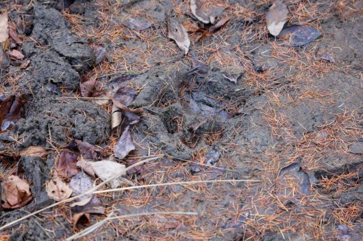 시베리아 야생 호랑이 발자국.[WWF 홈페이지 갈무리]