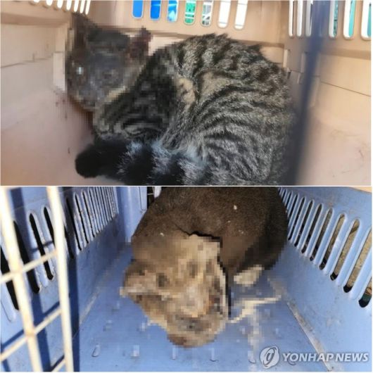 학대로 얼굴이 녹아버린 고양이들. 연합