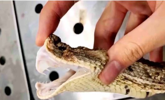 살모사 [SCMP 캡처]