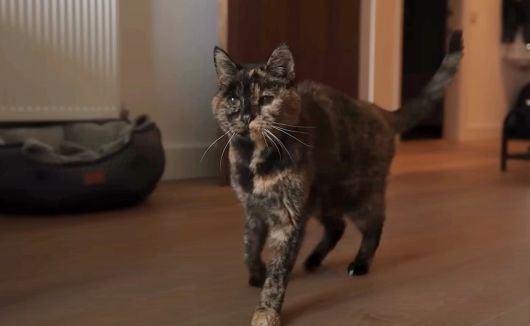 최고령 고영이 플로시. 기네스북