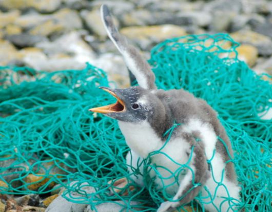 그물에 걸린 새끼 펭귄.[falklandsconservation 홈페이지 갈무리]