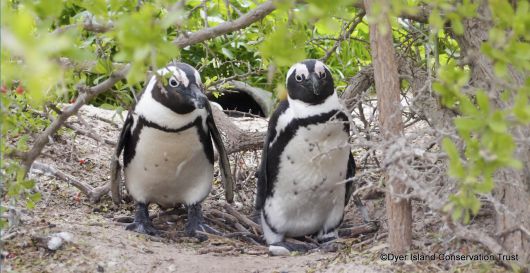 아프리카펭귄.[다이어섬 보전 재단 홈페이지 갈무리]