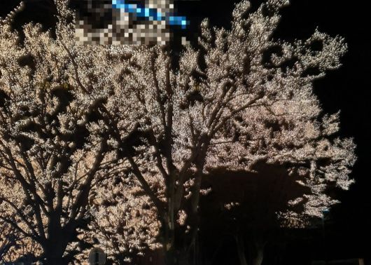 서울 한 호텔의 일루미네이션. 가로수 조명이 빛나고 있다.[X(구 트위터) 갈무리]