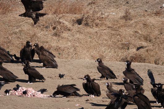 울산시 남구 무거동 태화강 삼호섬에서 독수리들이 ‘독수리식당’에서 제공한 먹이를 먹고 있다. [녹색에너지촉진시민포럼 제공]