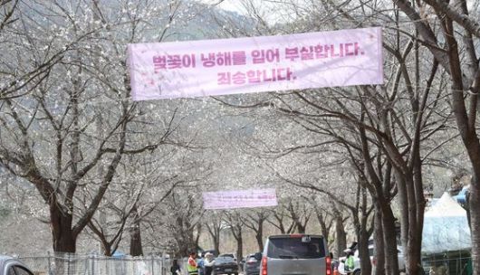 지난 2023년 강원도 춘천 부귀리 벚꽃축제 현장에 ‘벚꽃이 냉해를 입어 부실합니다. 죄송합니다.’라는 내용의 현수막이 걸려 있다.[헤럴드DB]