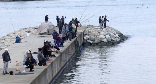 강원 강릉의 한 방파제에서 강태공들이 전어, 학꽁치 등을 잡기 위해 낚시를 하고 있다.[연합]