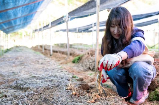 금산인삼 캐기 체험