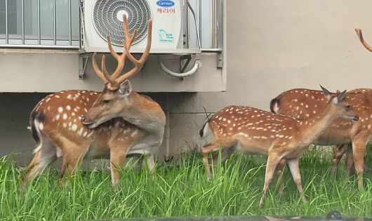 전남 순천 한 아파트 단지에서 발견된 사슴.[X(구 트위터) 갈무리]