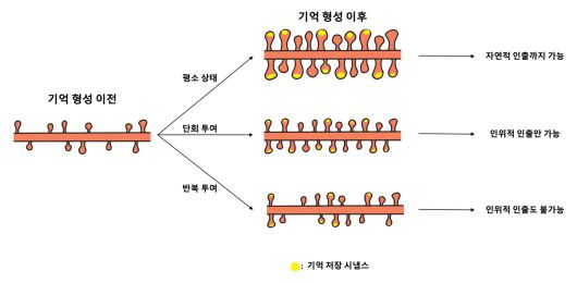 연구 핵심 내용 요약 모식도.[IBS 제공]