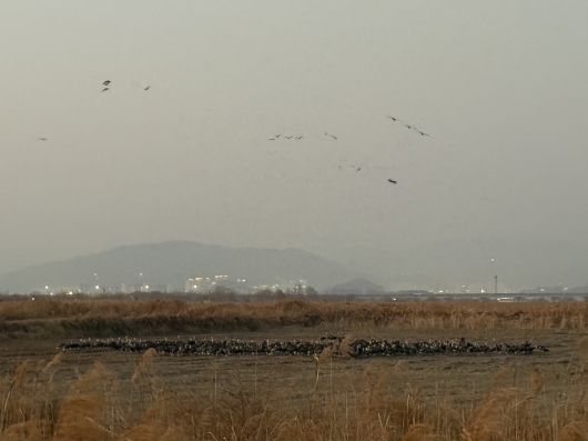 전남 순천 순천만 습지에 모여 있는 철새들. 김광우 기자.