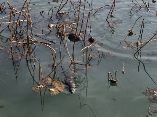 지난 18일 순천 조례호수공원에서 수달 3마리가 헤엄치고 있다. 김광우 기자.