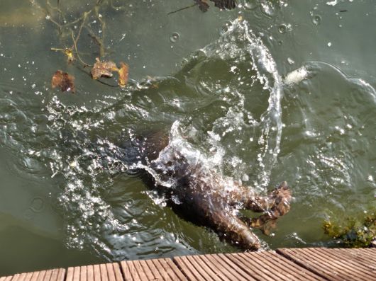 지난 18일 순천 조례호수공원에서 발견된 수달. 김광우 기자.