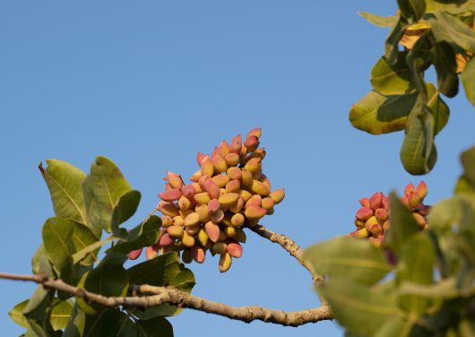 튀르키예 피스타치오 나무.[게티이미지뱅크]