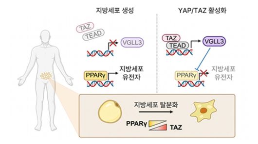 지방세포 유전자 조절 모식도.[KAIST 제공]