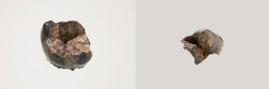 공주 왕릉원 2호분 출토 어금니