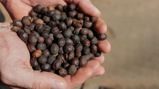 브라질 커피 콩