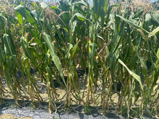 낮 최고기온이 35도를 넘는 폭염이 연일 이어지자 옥수수가 성장을 멈추고 뿌리가 메말라가고 있다. /조은영기자