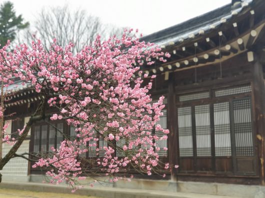 충무공 고택 앞에 핀 홍매화. 문화재청 제공