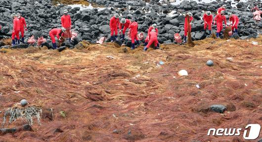 4일 오후 제주시 조천읍 한 해안가에서 해병대 제9여단 장병들이 중국발 괭생이모자반 수거 작업을 하고 있다. 중국 연안에서 발생, 우리 해역으로 떠밀려오는 괭생이모자반의 제주 유입량은 올해 역대 최고치를 기록할 전망이다.2020.6.4/뉴스1 © News1 오현지 기자