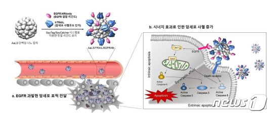[연구그림] 단백질 나노 복합체의 작용 원리. (UNIST 제공) ⓒ 뉴스1