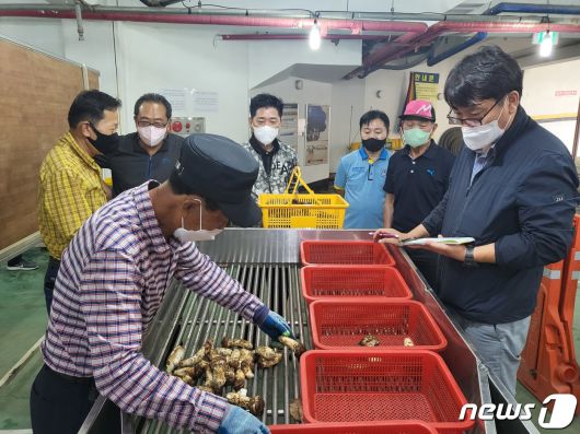 전국 최고 품질을 자랑하는 명품 양양 송이가 지난 7일 올해 첫 공판을 시작했다. 올해 첫 공판에서는 80.54kg의 송이가 수매, 최고 등급인 1등급의 경우 8.28kg의 물량이 확보돼 1㎏ 기준 82만2500원에 낙찰됐다.(양양군 제공) 2022.9.8/뉴스1