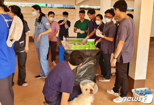 국경없는 수의사회는 12일 라오스 국립대학교 동물병원에서 동물의료봉사 활동을 했다. ⓒ 뉴스1 최서윤 기자