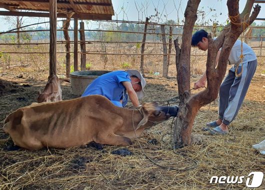 국경없는 수의사회는 12일 라오스 국립대학교 동물병원에서 동물의료봉사 활동을 했다. ⓒ 뉴스1 최서윤 기자