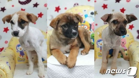 미용 후 깔끔해진 모습의 강아지 삼남매. (인스타그램 @first_du 갈무리)