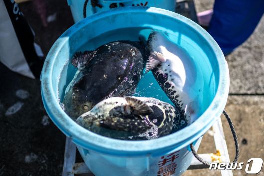 일본 후쿠시마현 소마시 마쓰카와우라에서 잡힌 복어 3마리. 2023.01.09/ ⓒ AFP=뉴스1 ⓒ News1 권진영 기자