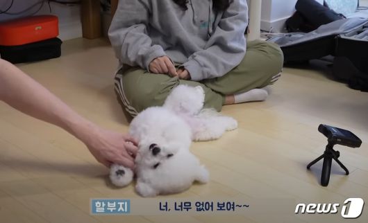 강아지의 발을 잡고 끄는 행동은 조심해야 한다(성시경 유튜브 갈무리). ⓒ 뉴스1