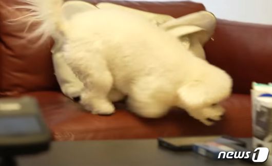 소파에서 뛰어내리는 강아지(성시경 유튜브 갈무리) ⓒ 뉴스1