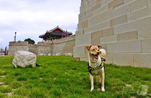 경주읍성에서 반려견 인증샷 남기기(경주시청 제공)
