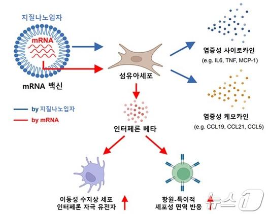 뉴스1