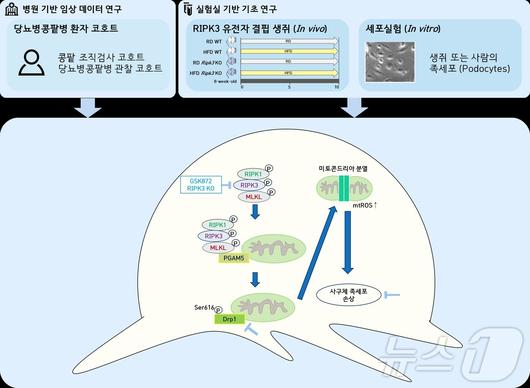 뉴스1