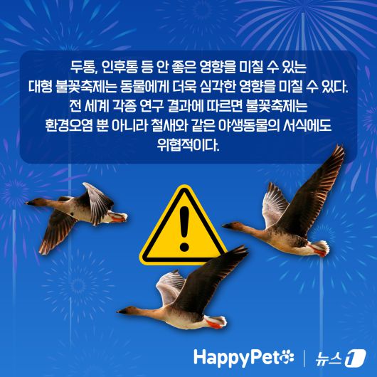 불꽃놀이 펫카드 ⓒ 뉴스1