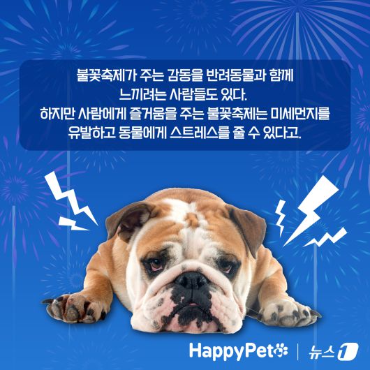 불꽃놀이 펫카드 ⓒ 뉴스1