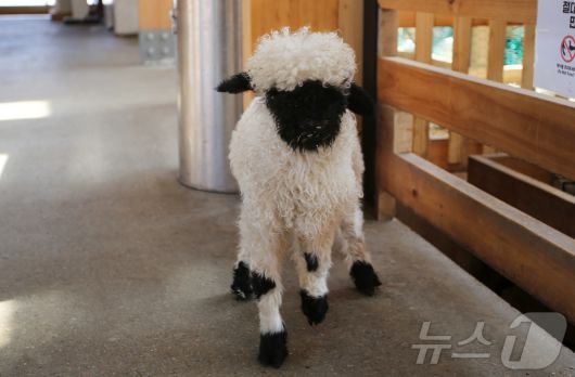 귀여운 흑비양을 만날 수 있다.(한국관광공사 제공)